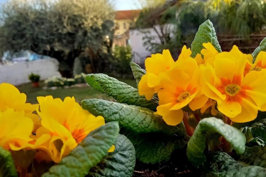 Villa Ama Pordenone Buitenkant foto